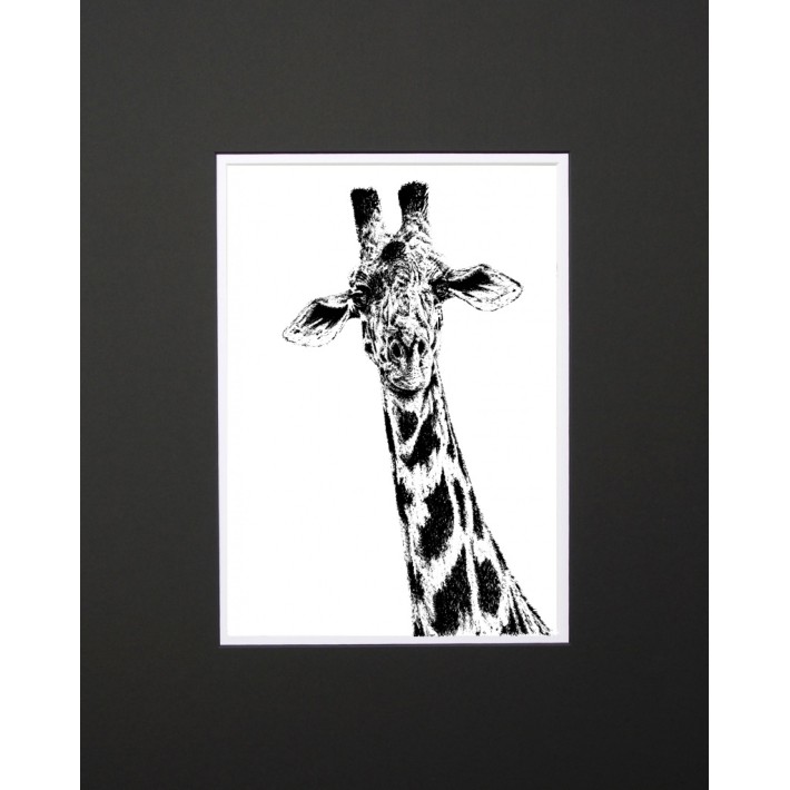 Giraffe Limited Edition Mounted Print